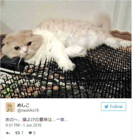 日本人拍下貓咪已經開始對「致命的刺墊」免疫的爆笑證據，證明人類的統治已經結束了！(20張)