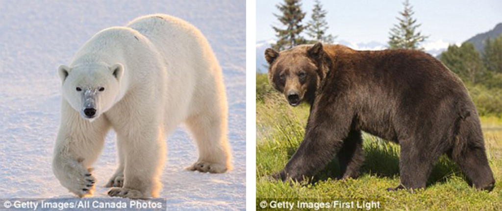 獵人在加拿大獵到一隻「不太一樣的北極熊」，動物學家一看就發現人類真的快毀掉地球了...