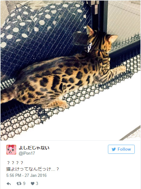 日本人拍下貓咪已經開始對「致命的刺墊」免疫的爆笑證據，證明人類的統治已經結束了！(20張)