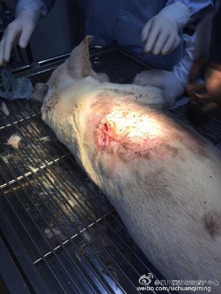 無辜白狗被人殘忍「射兩箭刺穿身體」，看到他手術後「散步的模樣」大家都忍不住哭了...(非趣味)