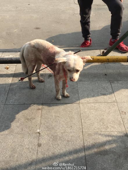 無辜白狗被人殘忍「射兩箭刺穿身體」，看到他手術後「散步的模樣」大家都忍不住哭了...(非趣味)