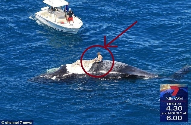 26歲白目男子「騎死鯨魚」衝浪以為好玩，下一秒才驚覺自己被大白鯊慘包圍。