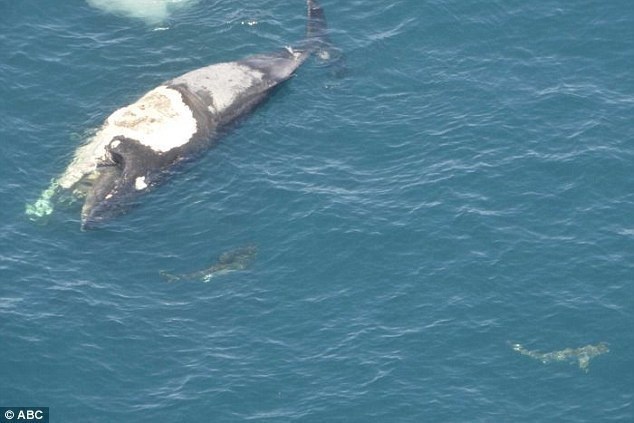 26歲白目男子「騎死鯨魚」衝浪以為好玩，下一秒才驚覺自己被大白鯊慘包圍。