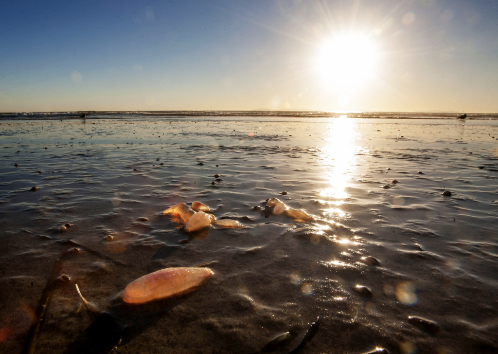 Some of the jelly pods that washed up on shore along Huntington State Beach on Tuesday, November 29, 2016. (Photo by Paul Rodriguez, Orange County Register/SCNG)