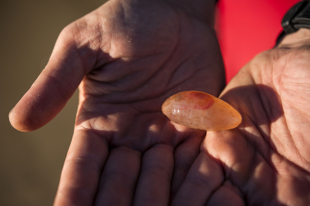 California State Parks lifeguard Mike Moore holds one of the jelly pods that washed up on the Huntington State Beach shore on Tuesday, November 29, 2016. (Photo by Paul Rodriguez, Orange County Register/SCNG)