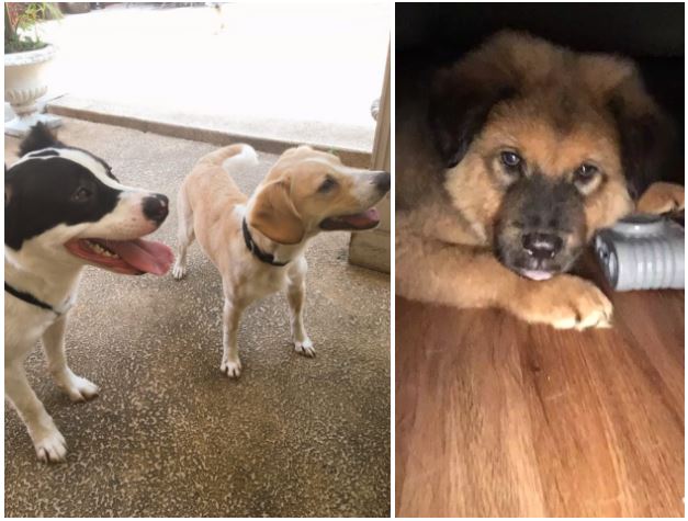 %e5%a4%ab%e5%a6%bb%e8%88%87%e7%8b%97%e7%8b%97