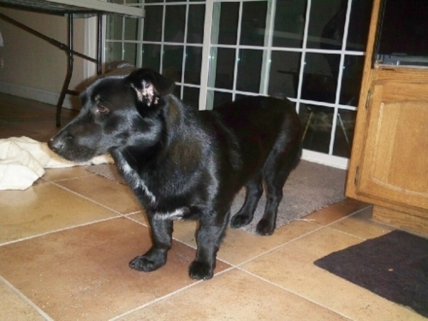 24%e5%bc%b5%e6%9f%af%e5%9f%ba%e6%b7%b7%e8%a1%80%e7%8b%97%e7%8b%97