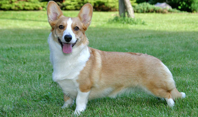 24%e5%bc%b5%e6%9f%af%e5%9f%ba%e6%b7%b7%e8%a1%80%e7%8b%97%e7%8b%97