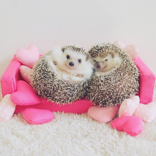 %e5%88%ba%e8%9d%9f%e7%b6%b2%e7%b4%85azuki