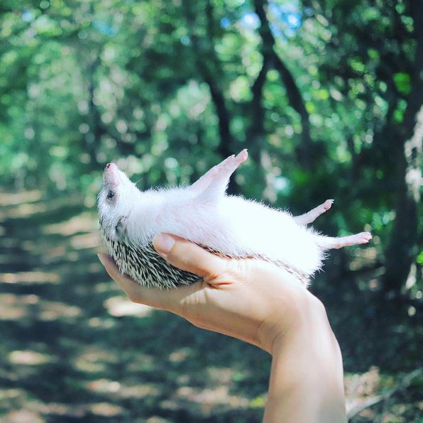 %e5%88%ba%e8%9d%9f%e7%b6%b2%e7%b4%85azuki