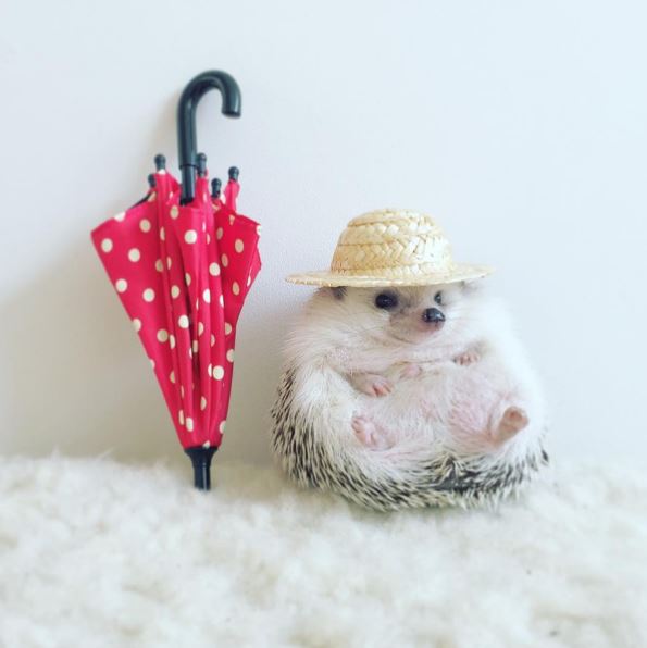 %e5%88%ba%e8%9d%9f%e7%b6%b2%e7%b4%85azuki