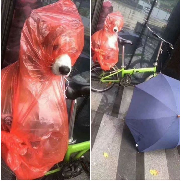 下雨天驚見「巨型紅蘿蔔」！上前一看「柯基淡定眼神死」網笑翻：不要亂打包人家啦！