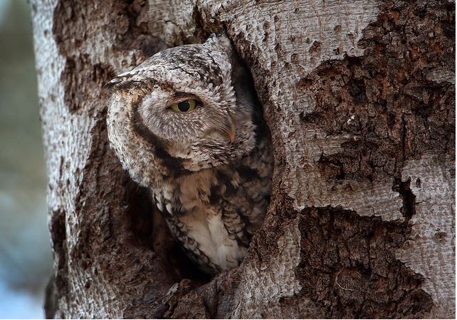 %e5%8b%95%e7%89%a9%e9%9a%b1%e8%ba%ab%e8%a1%93