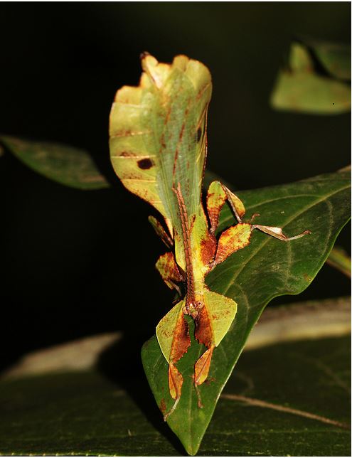 %e5%8b%95%e7%89%a9%e9%9a%b1%e8%ba%ab%e8%a1%93