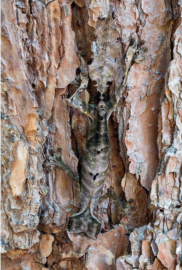 %e5%8b%95%e7%89%a9%e9%9a%b1%e8%ba%ab%e8%a1%93