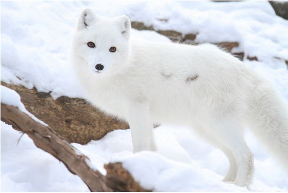 %e5%8b%95%e7%89%a9%e9%9a%b1%e8%ba%ab%e8%a1%93