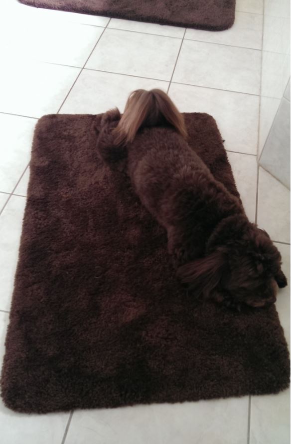 %e5%8b%95%e7%89%a9%e9%9a%b1%e8%ba%ab%e8%a1%93