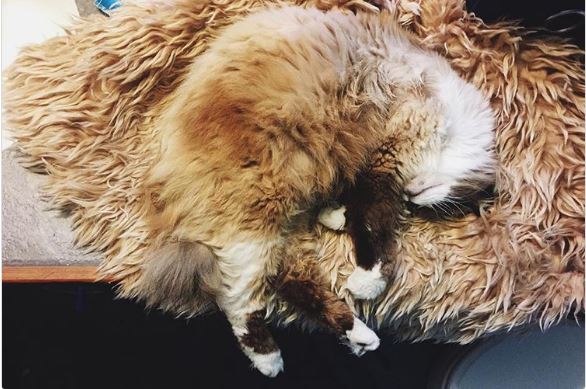 %e5%8b%95%e7%89%a9%e9%9a%b1%e8%ba%ab%e8%a1%93