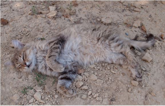 %e5%8b%95%e7%89%a9%e9%9a%b1%e8%ba%ab%e8%a1%93