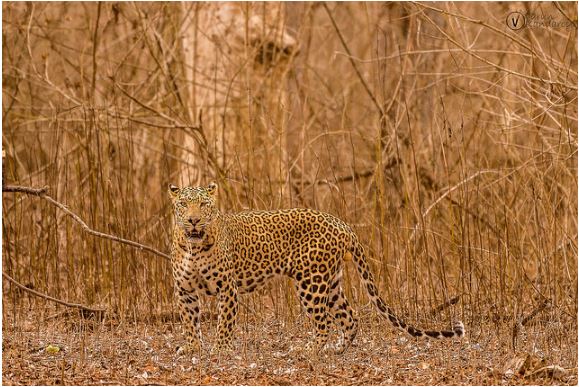 %e5%8b%95%e7%89%a9%e9%9a%b1%e8%ba%ab%e8%a1%93