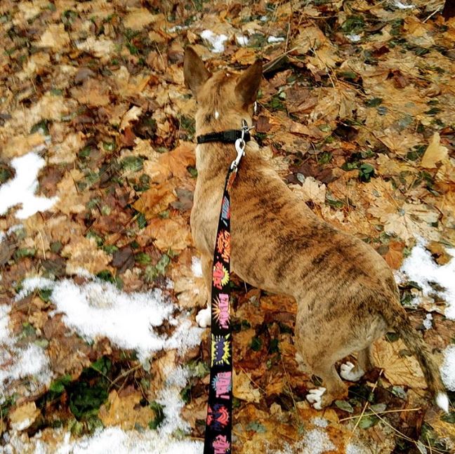 %e5%8b%95%e7%89%a9%e9%9a%b1%e8%ba%ab%e8%a1%93