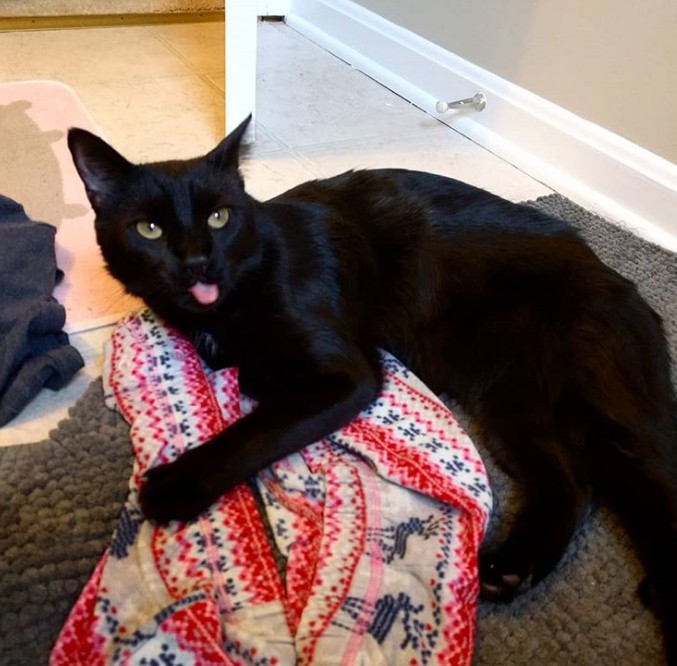 %e9%bb%91%e8%b1%b9%e8%ae%93%e8%b6%85%e5%a4%9a%e4%ba%ba%e6%83%b3%e9%a0%98%e9%a4%8a%e9%bb%91%e8%b2%93