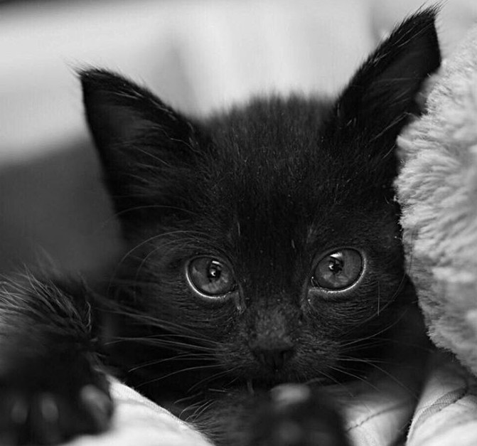 %e9%bb%91%e8%b1%b9%e8%ae%93%e8%b6%85%e5%a4%9a%e4%ba%ba%e6%83%b3%e9%a0%98%e9%a4%8a%e9%bb%91%e8%b2%93