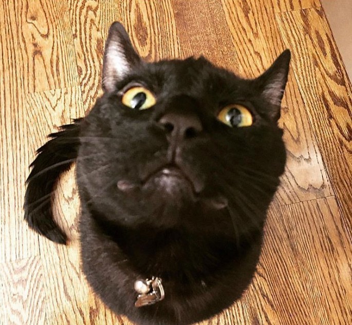 %e9%bb%91%e8%b1%b9%e8%ae%93%e8%b6%85%e5%a4%9a%e4%ba%ba%e6%83%b3%e9%a0%98%e9%a4%8a%e9%bb%91%e8%b2%93