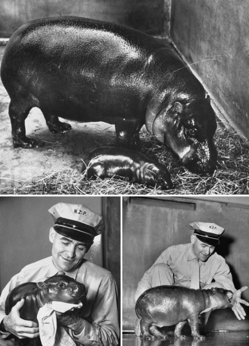 %e5%a5%87%e7%89%b9%e5%af%b5%e7%89%a9