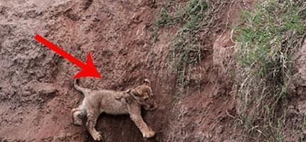 小獅子被困在崖邊