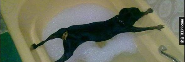 狗狗不肯洗澡