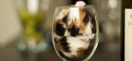 貓咪鑽到杯子裡