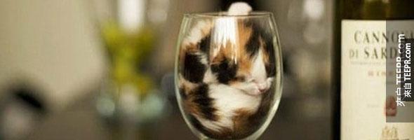 貓咪鑽到杯子裡