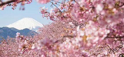 完美日本櫻花