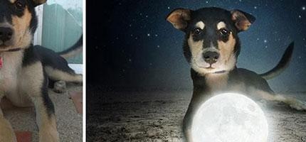 藝術家把狗狗的照片加特效幫他們找到寄養家庭