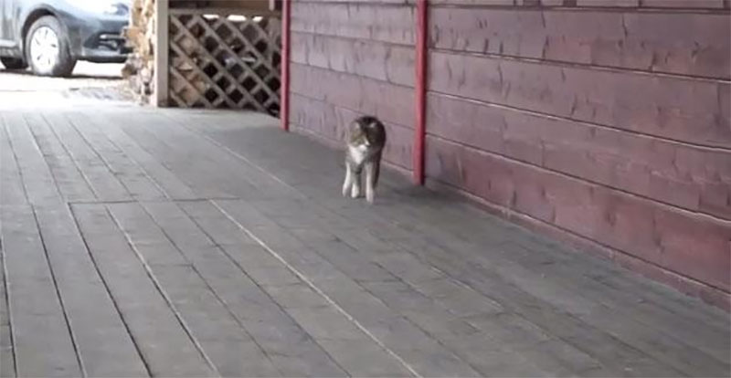 貓咪走路