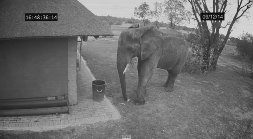大象撿垃圾
