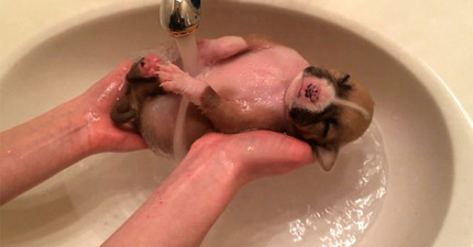 小狗寶寶洗澡