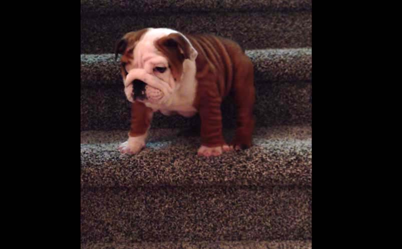 這隻可愛的小鬥牛犬Chunk ，他的人生目前也面臨了前所未有的難關，就是他「不敢下樓梯」(不要笑他！)，他在鼓起勇氣跟退縮之間徘徊，不知道到底要不要跨出人生這重要的一步。