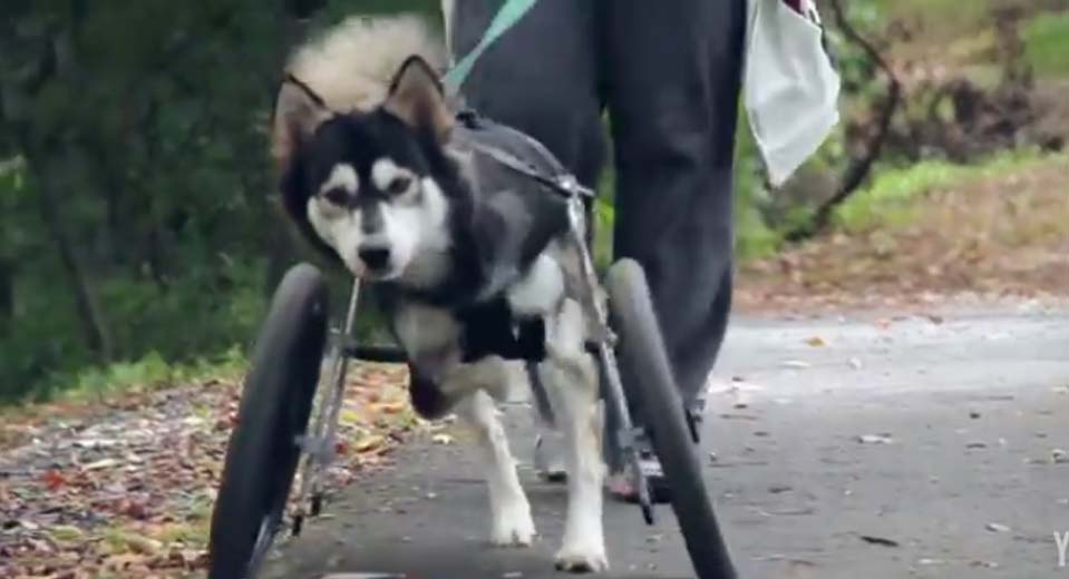狗狗輪椅