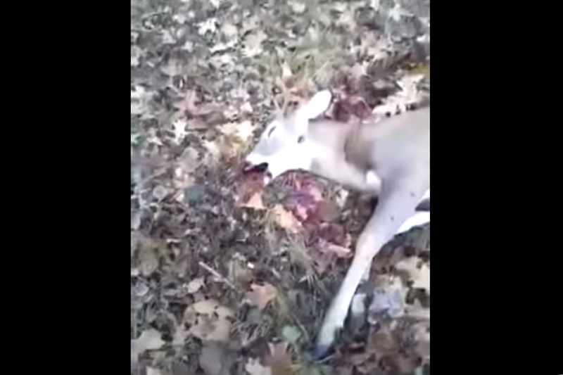 走进一看，鹿躺在地上一动也不动...然后这个男人慢慢地靠近他，从语气也听得出来他的忐忑。