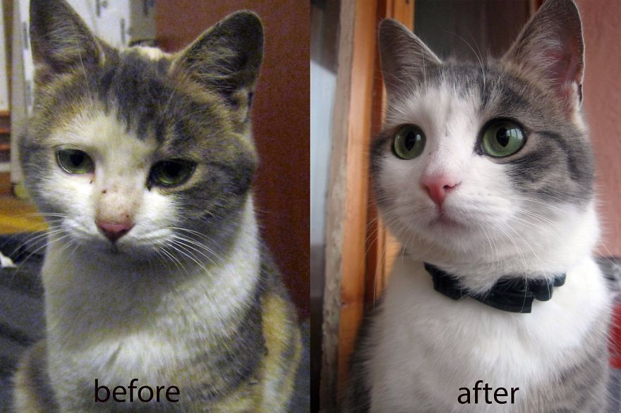 Ara，领养前后2个月的差别！