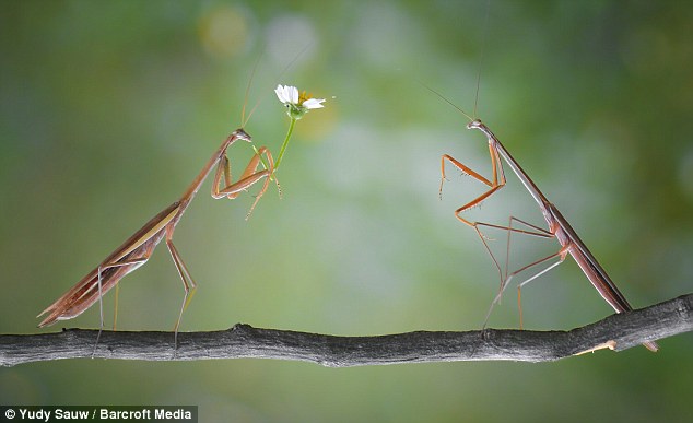 左边的公螳螂含情脉脉地看着母螳螂，加上手上的那朵花整个显得更有意境。