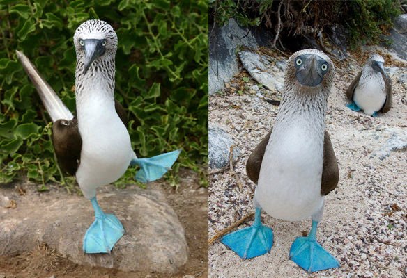 這是名為藍腳鰹鳥的奇特鳥類，長相似乎和其他鳥類沒有什麼特別、但最特殊的地方莫過於他們有一對藍色的腳丫！
