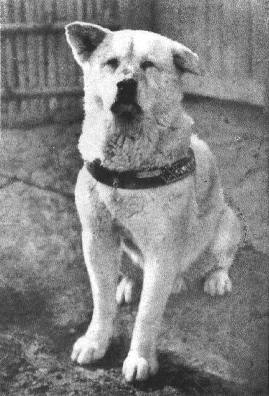 1924年，當時日本的東京帝國大學 (現在的東京大學) 教授上野英三郎 (Hidesamuro Ueno) 飼養了一隻秋田犬、並把他命名為"八"，早上主人上班時他都會陪著主人到火車站，目送主人離開後，就一直待在車站等待著主人回來、再一起走回家，每天就一直重複著這樣的平凡幸福。