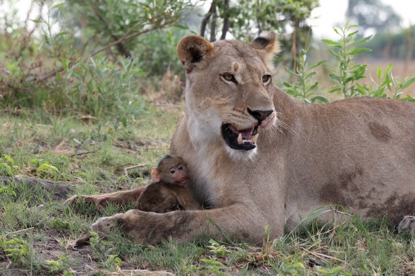 Lion-and-Baboon--600x399