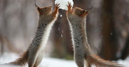 小松鼠玩雪球