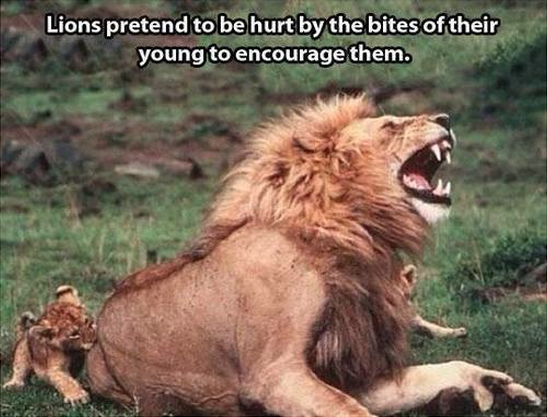 為了激勵小獅子而假裝被咬到叫出聲的公獅子！