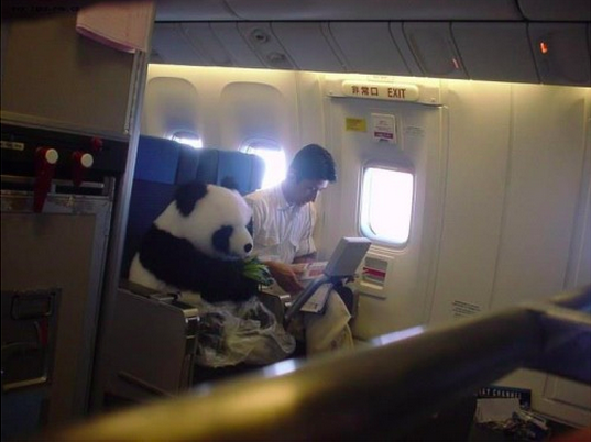 那居然是真的熊貓！