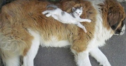 貓咪躺在狗狗身上